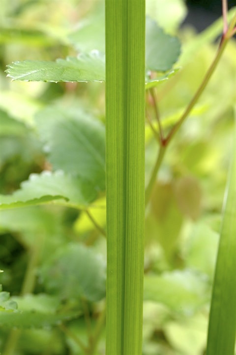 ノハナショウブの葉