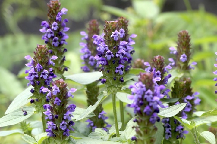 ウツボグサの開花