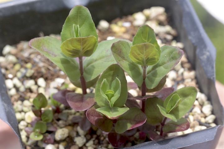 アカバナの発芽