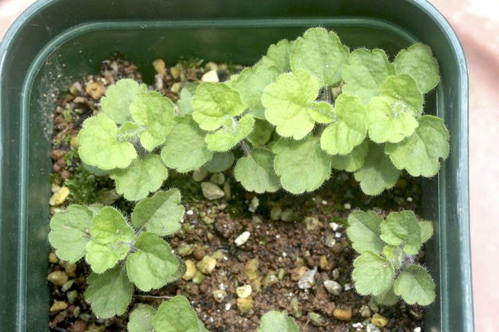 タツナミソウの発芽