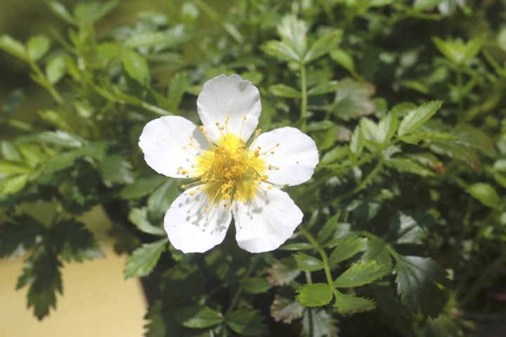 チングルマの開花