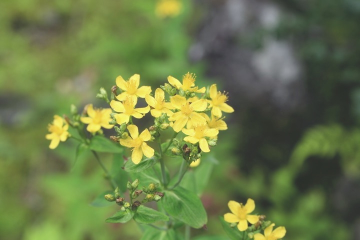 オトギリソウの開花