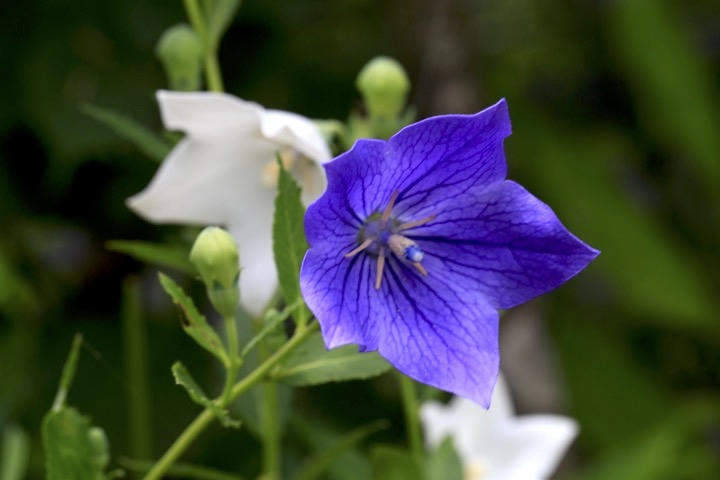 キキョウの開花