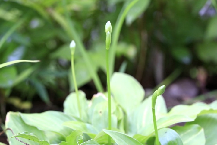 コバギボウシの蕾