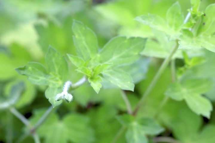 ゲンノショウコの蕾