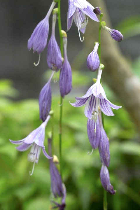 コバギボウシの開花