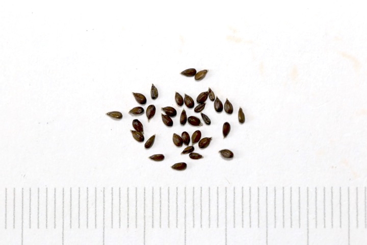 ウツボグサの種