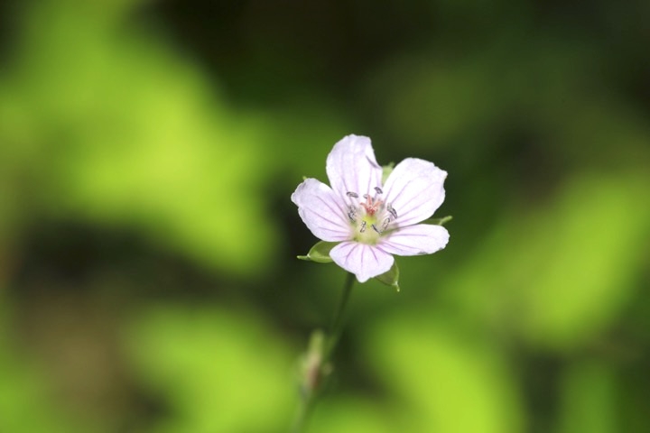 ゲンノショウコの開花