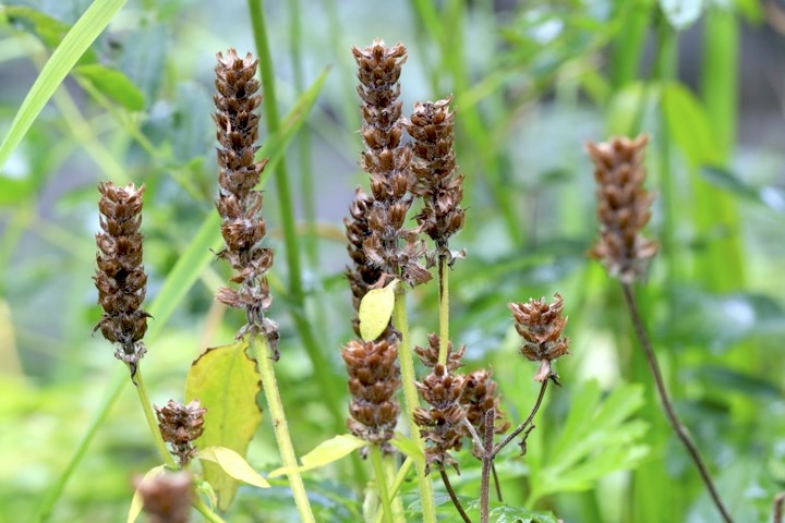 ウツボグサの実