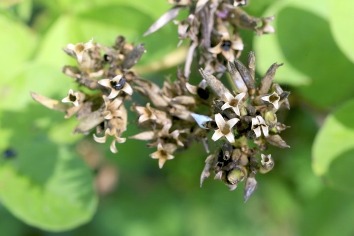 ハマナデシコの実