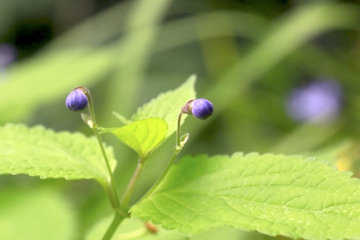 カリガネソウの蕾