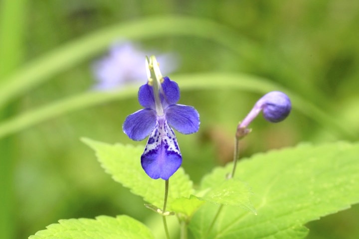 カリガネソウの開花
