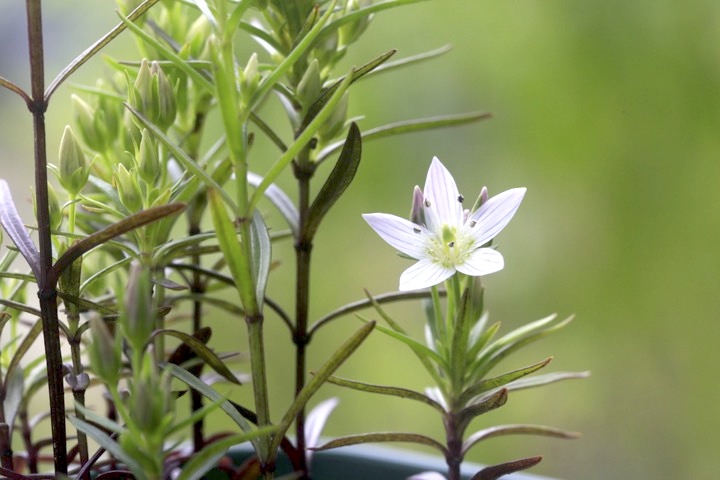 センブリの開花