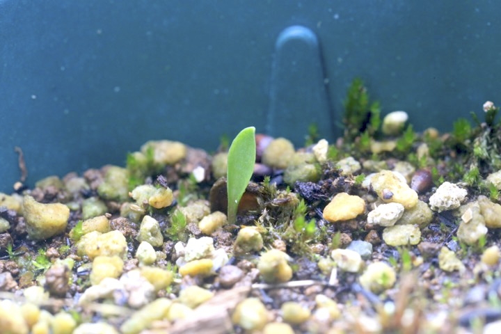 クルマユリの発芽