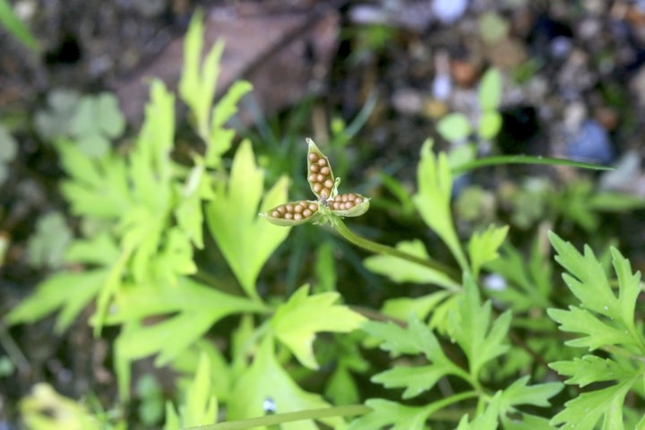 ヒゴスミレの実