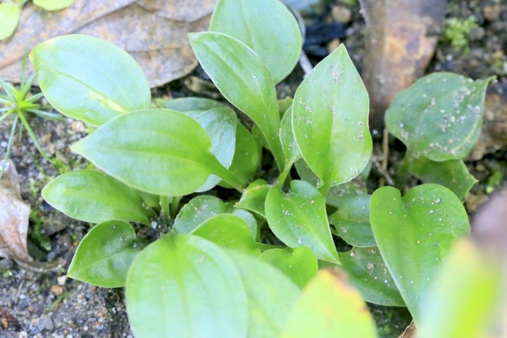 ギボウシの発芽