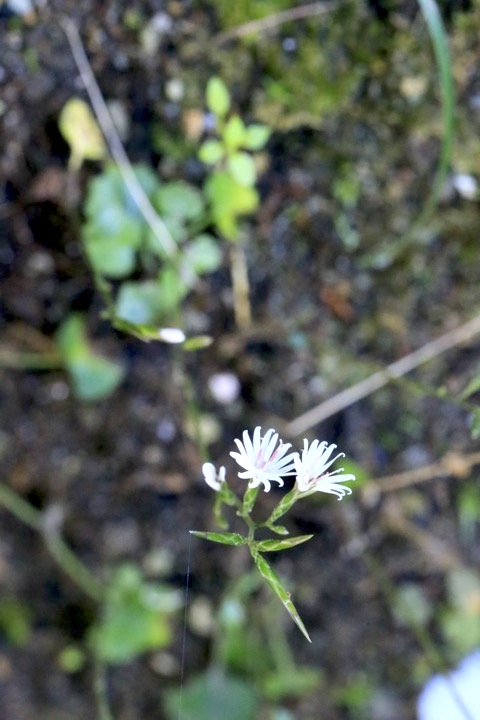 キッコウハグマの開花