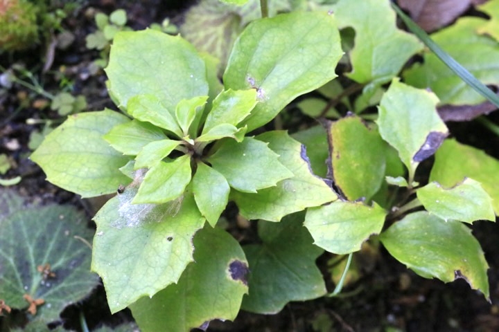 オヤリハグマの発芽