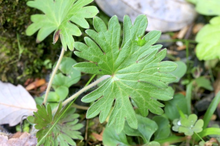 ハクサンフウロの葉