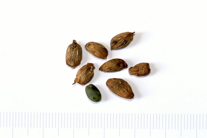 ジャコウソウの種