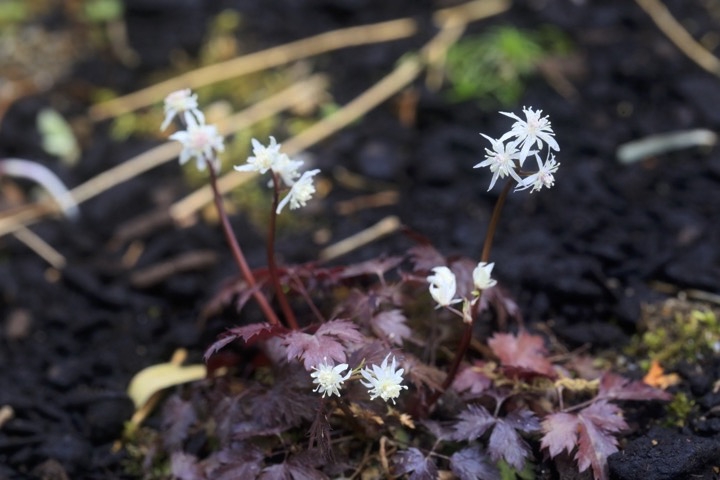 セリバオウレンの開花