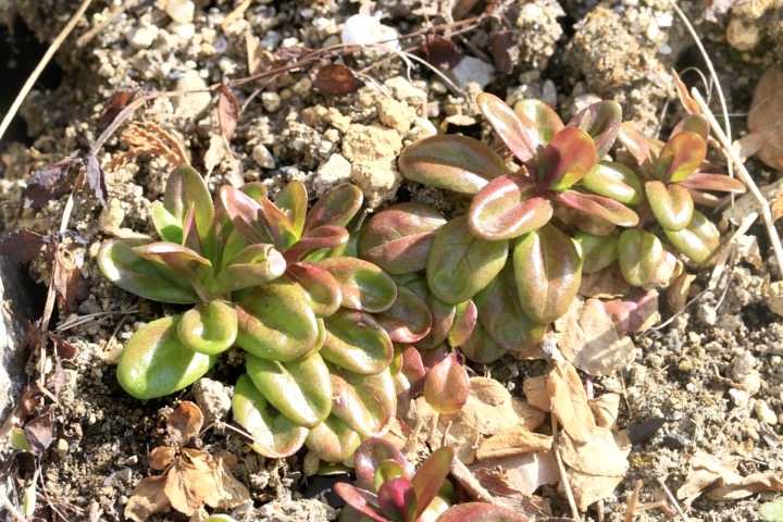 アカバナの芽生え