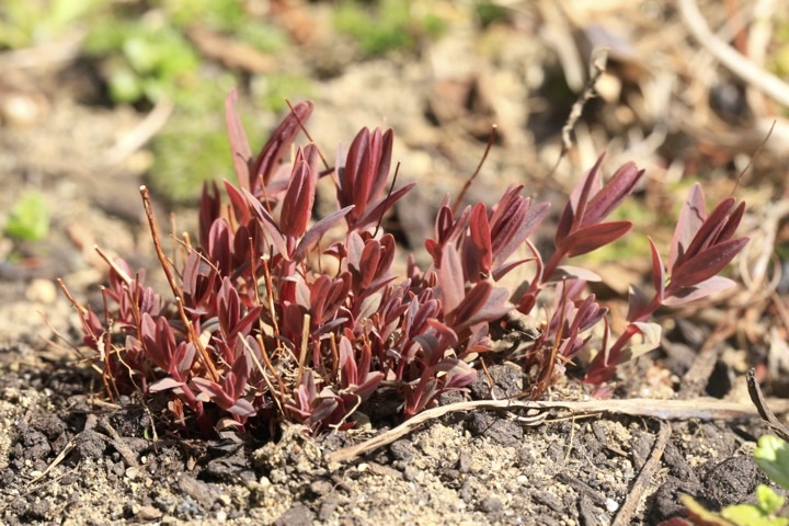 トモエソウの芽生え