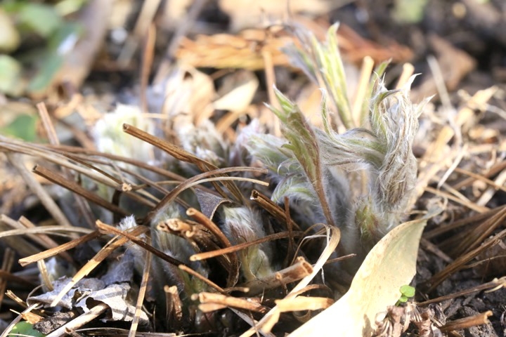 オキナグサの芽生え