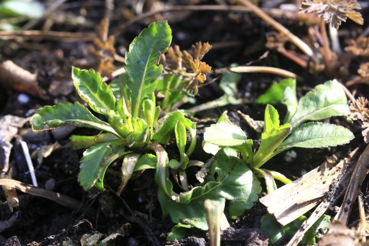 タカネマツムシソウの芽生え