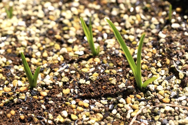ゼンテイカの芽生え