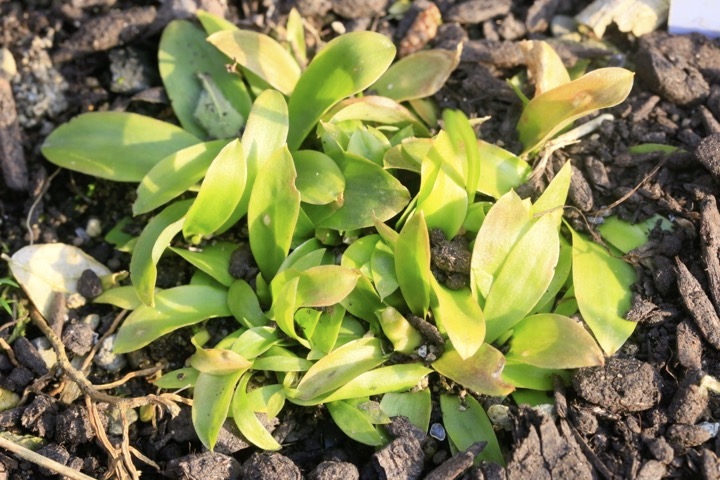 ショウジョウバカマの芽生え