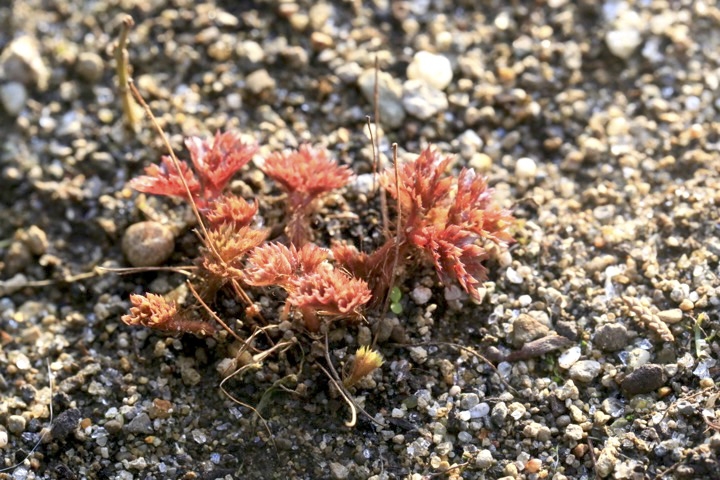 チダケサシの芽生え
