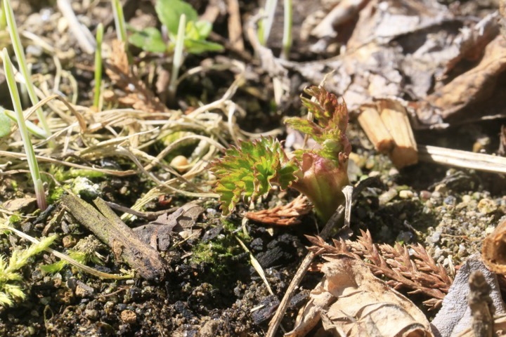 バライチゴの芽生え