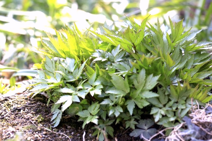 トウキの芽生え
