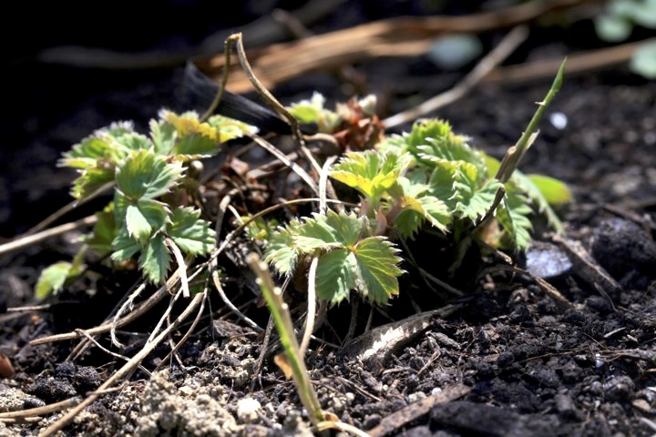 ノウゴウイチゴの芽生え