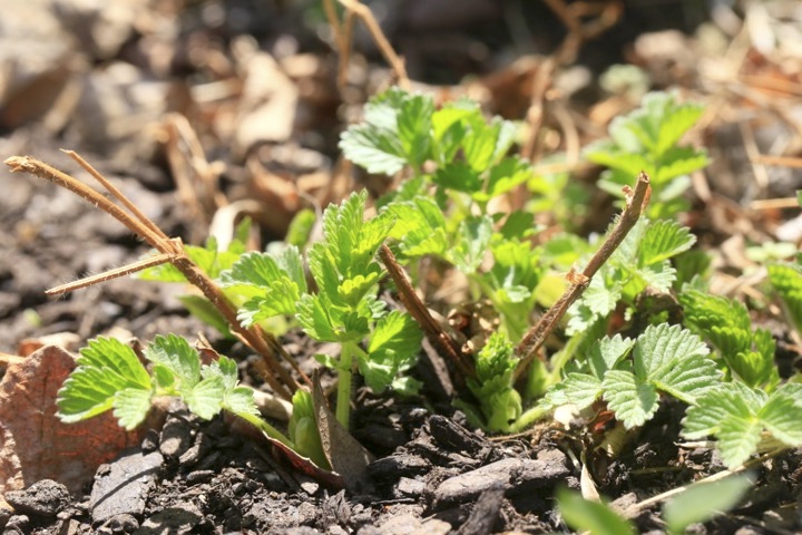 キンミズヒキの芽生え