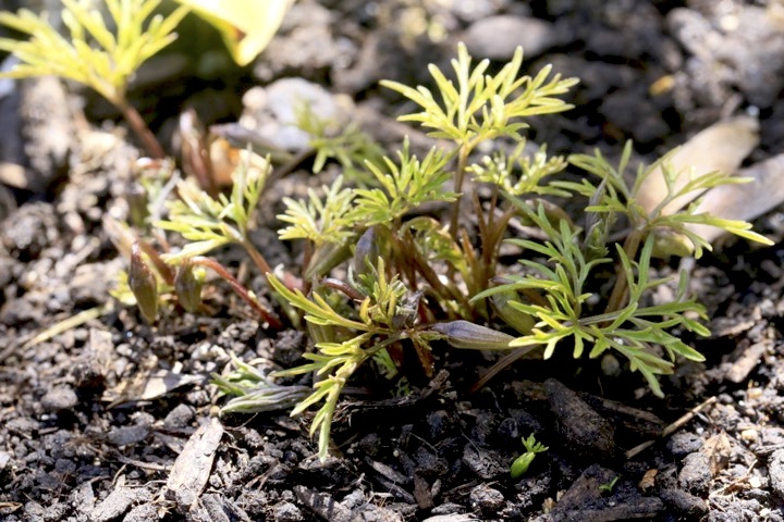 ヒゴスミレの芽生えと蕾