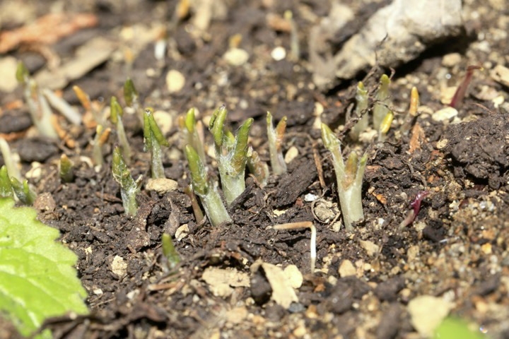 センボンヤリの芽生え