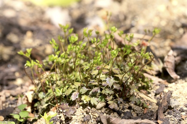 セリバオウレンの若葉