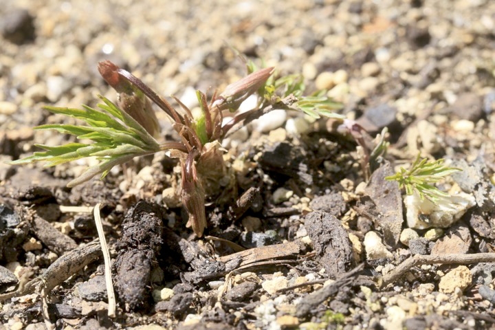 エイザンスミレの芽生え