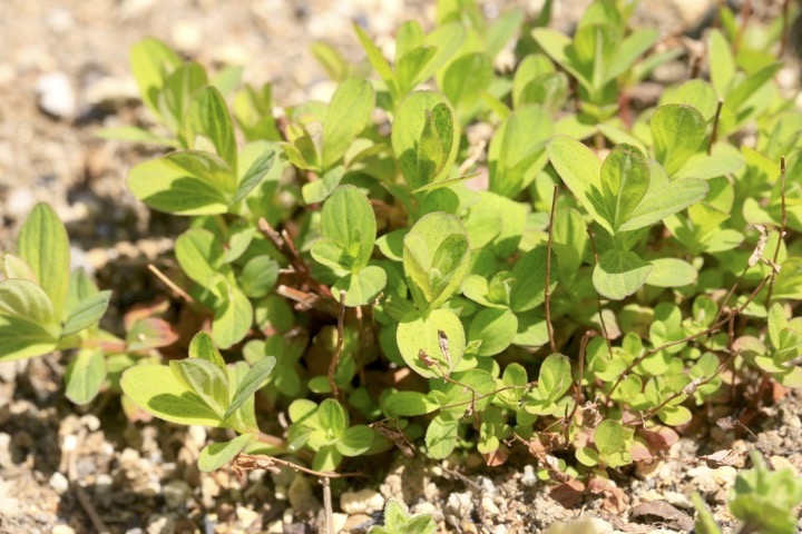 ３年目のオトギリソウ