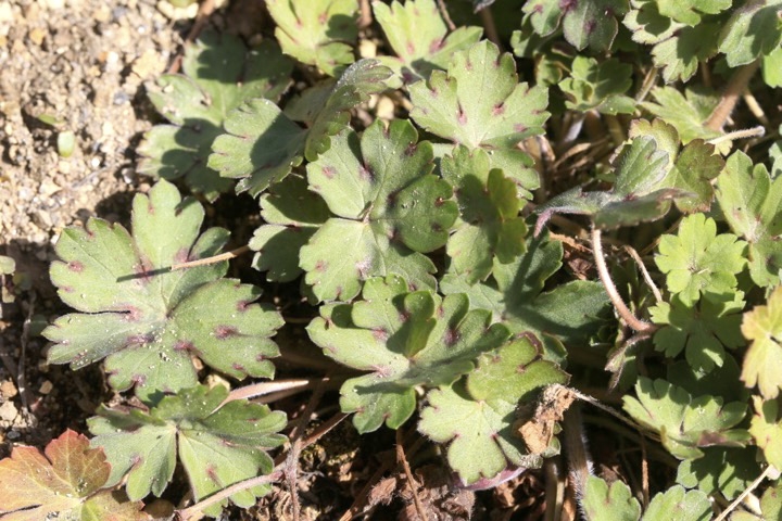 ゲンノショウコの芽生え