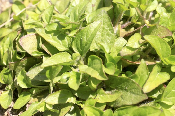 ウツボグサの芽生え