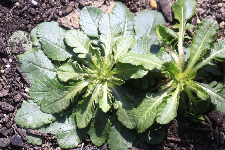 タカネマツムシソウの芽生え