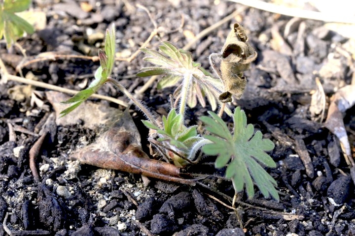 ハクサンフウロの芽生え