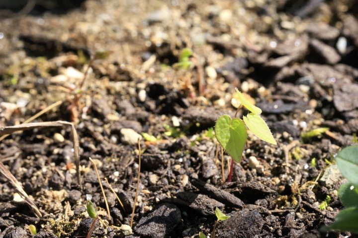 イカリソウの芽生え