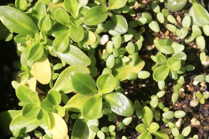 ハマナデシコの発芽