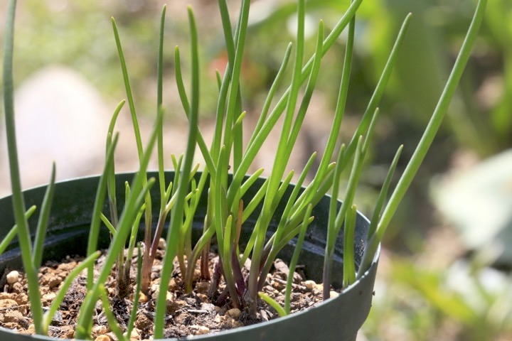 シロウマアサツキの芽生え