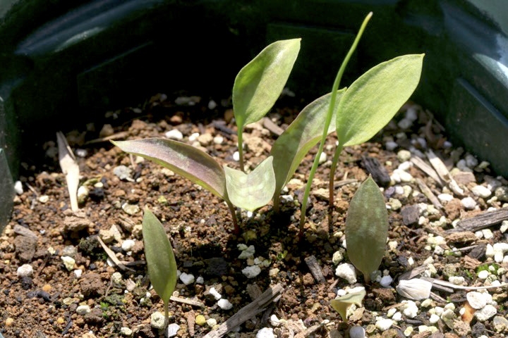 カタクリの芽生え