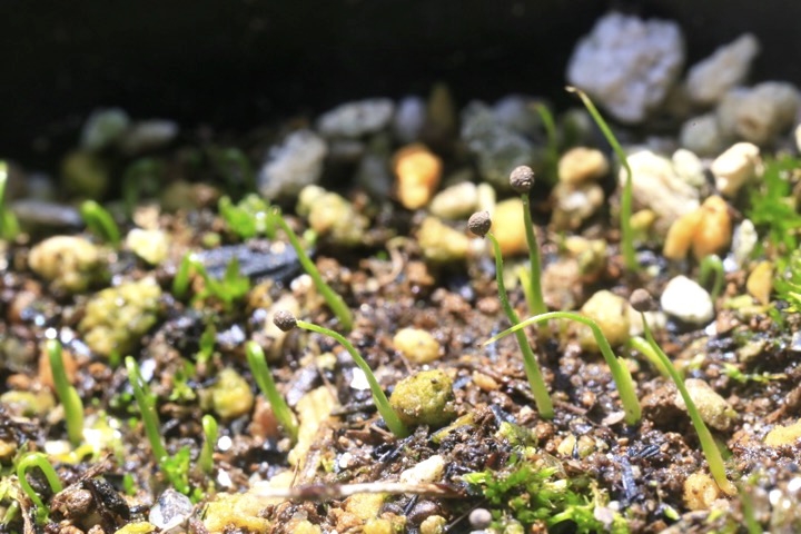 ルリニワゼキショウの発芽